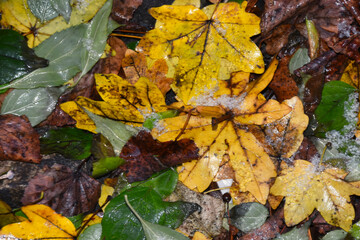 Autumn leaves, leaf, winter is coming, background