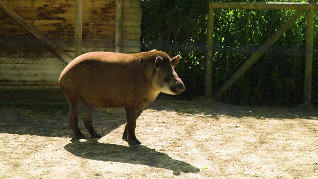 one of a kind animal mammal that looks like a pig with a big nose is looking around standing on one spot brown fur skin bored documentary slow motion cinematic funny