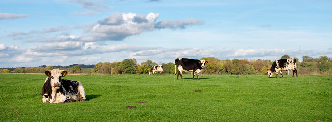 black and white cows in green grassy belgian meadow of countryside between brussels and charleroi under blue sky - 552044668