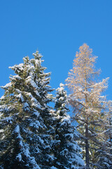 snowy trees - winter landscape