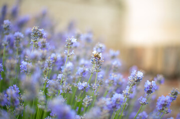 bush of lavender in the spring garden