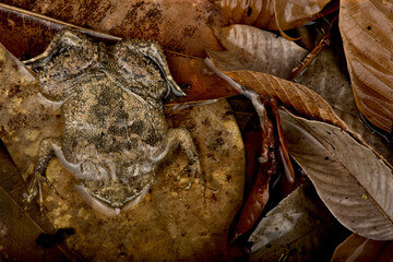 Suriname toad (Pipa pipa)