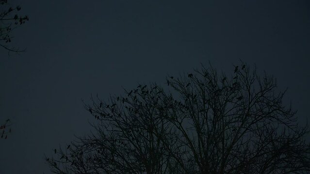 Dark NIGHT: Many birds sitting on a bare tree against very dark sky