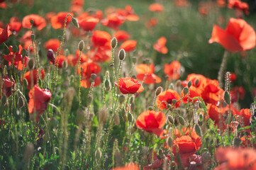 field of poppies on a fresh spring summer in the morning