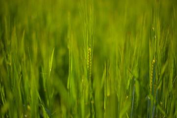 Obraz na płótnie Canvas wheat field in a year of good harvest