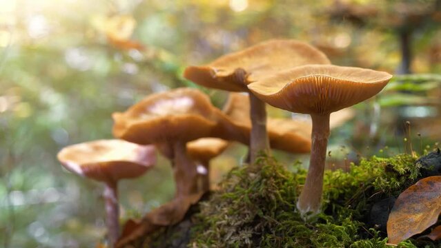 Yellow inedible mushrooms growing in the Carpathian forests
