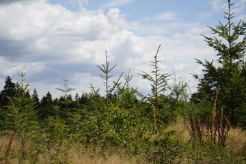 Meadow at the edge of the forest vegetattion with lush green grass and flowers