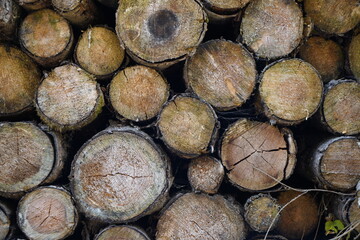 Diseased trees in the forest cut down for firewood