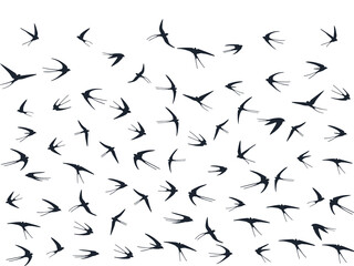 Flying swallow birds silhouettes vector illustration. Nomadic martlets bevy isolated on white. Alar