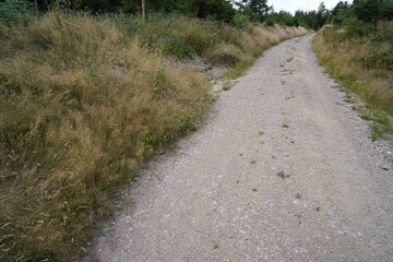 Forest dieback due to climate change, drought and storms and deforestation