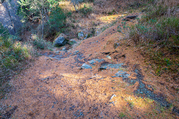 Hiking trail covered with orange-brown colored needles that have fallen off of larch trees in the fall