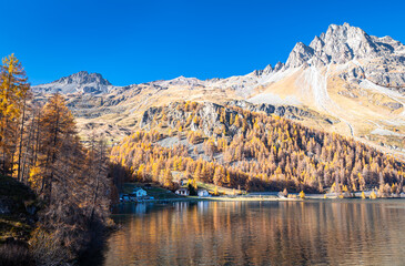 Fototapeta premium Mountain slopes covered with larches in fall colors on a sunny autumn day at Plaun da Lej along Lake Sils in Engadin Valley, Switzerland