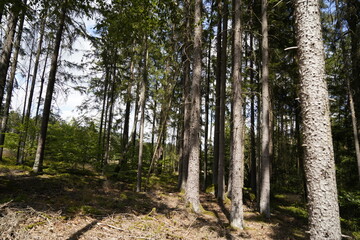 Fototapeta premium Forest dieback due to climate change, drought and storms and deforestation