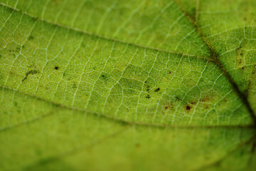Leaf of a deciduous tree