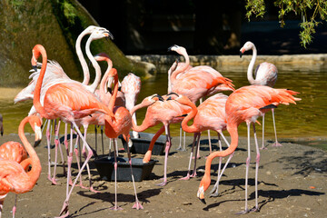 Group of Carribean flamingos (Phoenicopterus ruber) in arguing