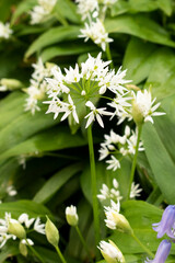 Bärlauch Blätter Blüten