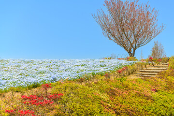ネモフィラの花畑「観光名所：長崎県大村市ツツジ園」
Nemophila flower garden...