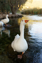 Goose swims in the pond. The white farm goose swims in the water in summer. Domestic animals and birds on the farm.