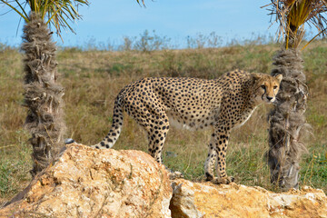 Closeup profile African Cheetah (Acinonyx jubatus) on rock between two palm trees