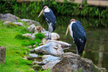 African marabou, lat. Leptoptilos crumeniferus is a bird from the stork family, its largest representative. Background