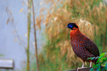 Ocellated tragopan lat. Tragopan temminckii. Asian bird of the pheasant family. Background