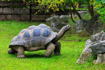 Obraz premium Elephant or Galapagos tortoise. Background with selective focus and copy space