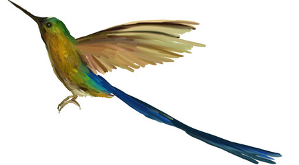 Bird-of-paradise. Hand drawn illustration of colored bird