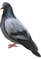 hand drawn pigeon illustration