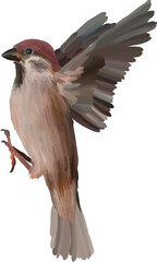 hand drawn illustration of sparrow