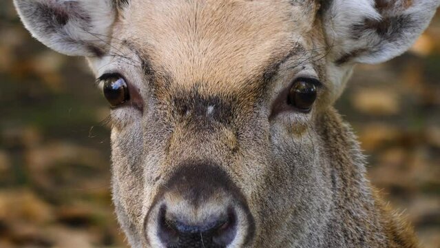 Male Sika deer close up of head looking around , while resting on the ground