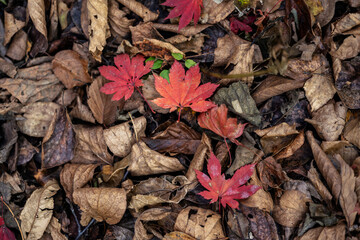 Autumn leaves closeup view - natural background.