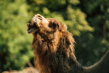 portrait of a camel