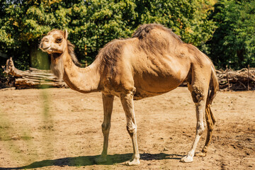 camel in zoo