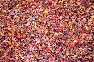 もみじのじゅうたん