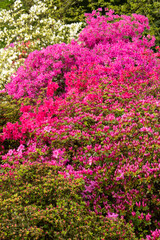 Obraz premium Oleander
