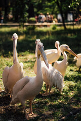 group of pelicans in the grass
