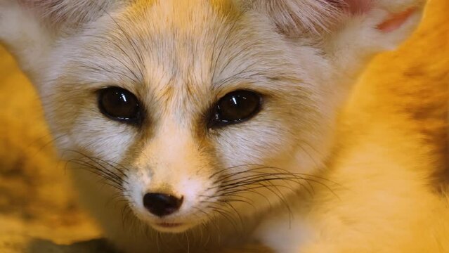 Close up of fennec fox looking around and relaxing