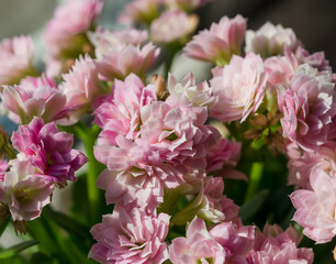 Pink Kalanchoe flowers