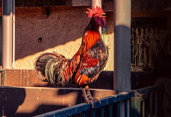 Rooster singing in the sun