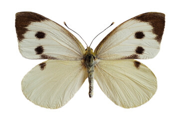 Female large white butterfly, also called Cabbage Butterfly or Cabbage White (Pieris brassicae), open wings isolated on white background