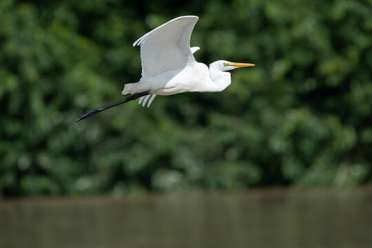 「フライング」の画像 24,553 件の Stock 写真、ベクターおよびビデオ Adobe Stock