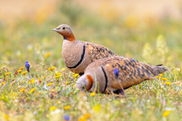 Black Bellied Sandgrouse between Flowers