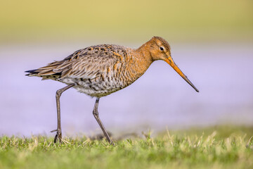 Black Tailed Godwit with Bright Background
