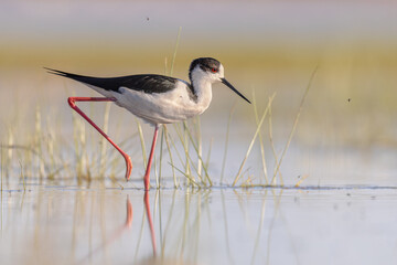 Black Winged Stilt against vivid background