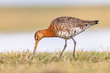 Black Tailed Godwit with Bright Background