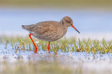 Common Redshank in Wetland on migration route