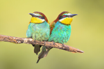 Couple of European Bee Eater perched on branch
