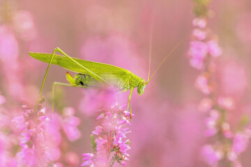 Sickle bearing bush cricket grasshopper