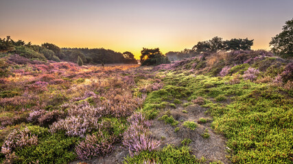 Sunrise over flowering heathland Dwingelderveld Netherlands