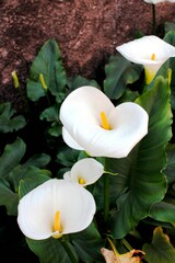 Fototapeta na wymiar Las flores blancas de lirio de cala con sus pistilos amarillos alineados en fila florecen en primavera dando un hermoso contraste con el jardín verde y frondoso.